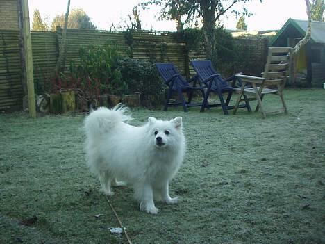 Japansk spids Tingabells Aki Hito - Er der ikk en fugl jeg kan jage ??  billede 9