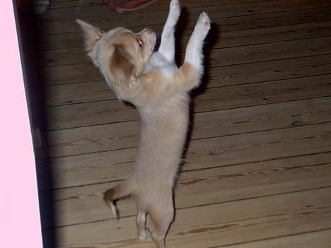 Chihuahua Bailey - Op og stå....!!! billede 2