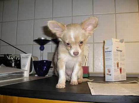 Chihuahua Bailey - Bailey en uge efter jeg fik ham.. Oppe på køkkenbordet og lave julemad!  billede 5