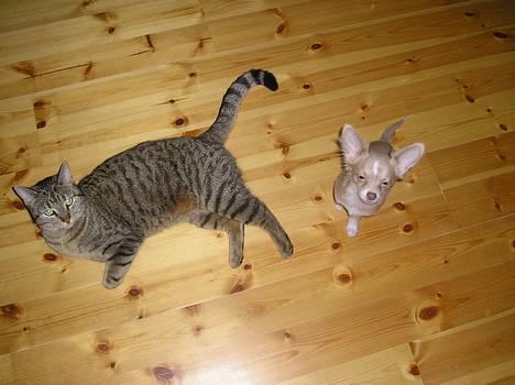 Chihuahua Bailey - Lille Bailey ved siden af mine forældres kæmpe kat :) billede 6