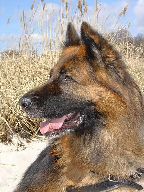 Schæferhund Lille Noller Mad Max - Elsker at være ved stranden - Påsken 06. billede 1