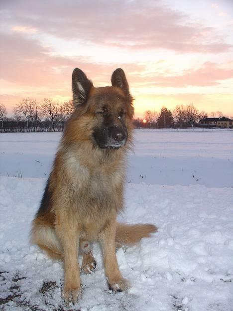 Schæferhund Lille Noller Mad Max - Sne på snuden... 27. December 05 billede 3