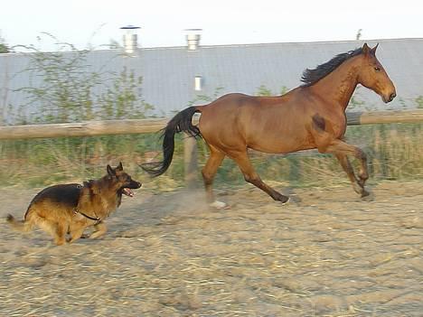 Schæferhund Lille Noller Mad Max - Victor er SÅ sjov at lege med :-) 16. april 2007 billede 4