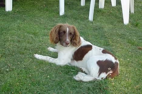 Engelsk springer spaniel jill - her R min hund som lige har fået øje på noget...! billede 1