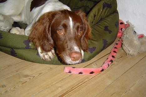 Engelsk springer spaniel jill - her R hun igen...hun R så træt billede 2