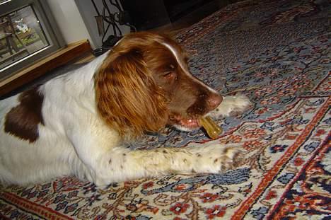 Engelsk springer spaniel jill - umm...køb ben...elsker hun billede 3