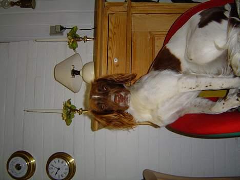 Engelsk springer spaniel jill - her R hun i sin stol...! billede 4
