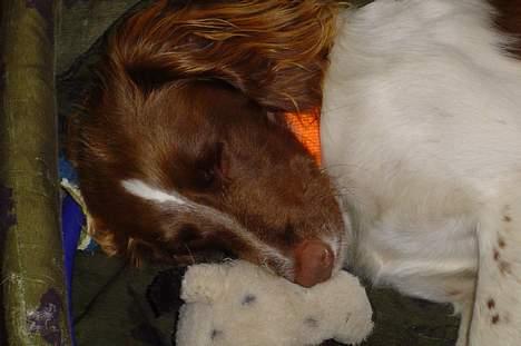 Engelsk springer spaniel jill - Lille baby;) billede 5