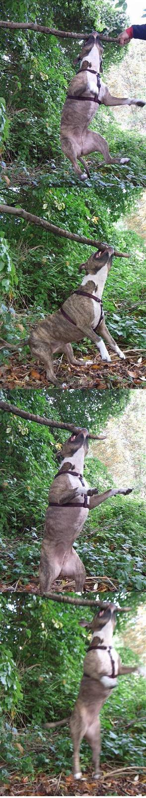 Amerikansk staffordshire terrier Gucci - Her hænger jeg lige lidt ud heh... billede 3