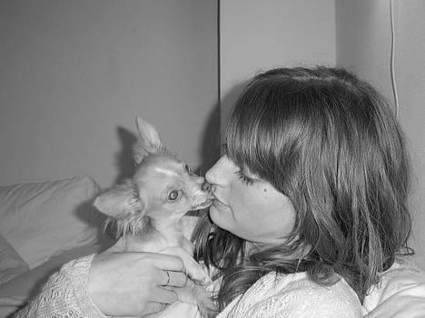 Chihuahua Bailey - Giver lige mor en møsser... <3 billede 7