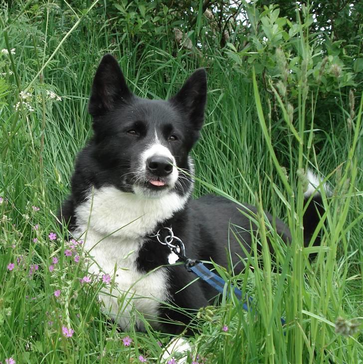 Karelsk bjørnehund Talli R.I.P 21 maj 2010 - nyt billede 4