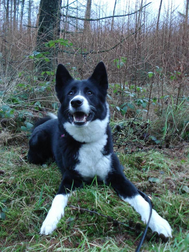 Karelsk bjørnehund Talli R.I.P 21 maj 2010 billede 5