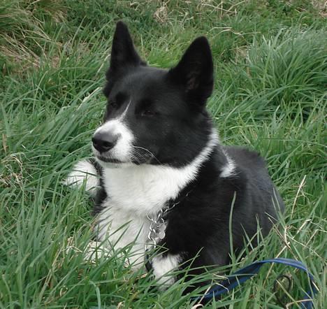 Karelsk bjørnehund Talli R.I.P 21 maj 2010 billede 6