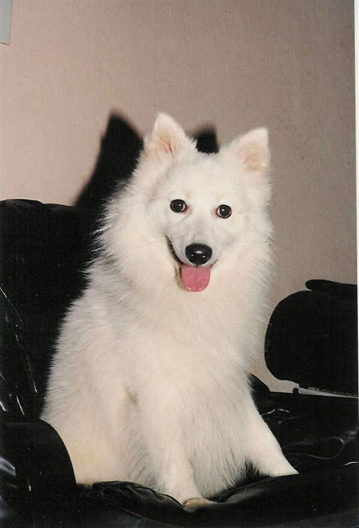 Japansk spids Thai DØD R.I.P billede 1