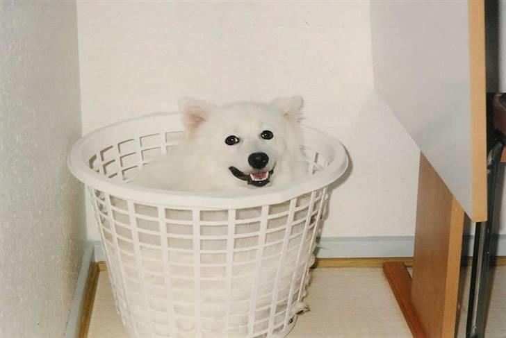 Japansk spids Thai DØD R.I.P billede 2