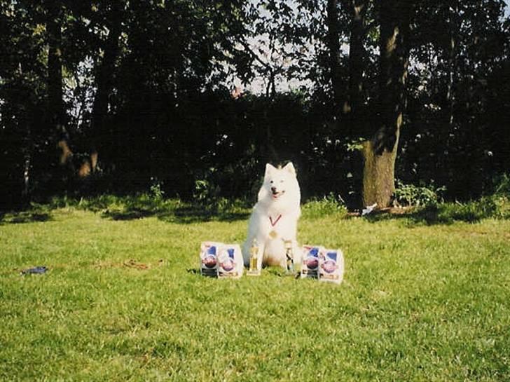 Japansk spids Thai DØD R.I.P billede 3