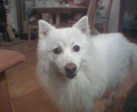 Japansk spids Thai DØD R.I.P billede 4