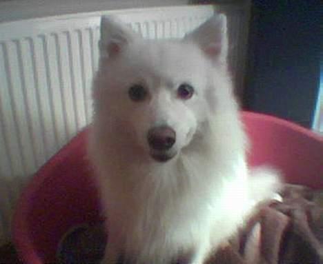 Japansk spids Thai DØD R.I.P billede 5