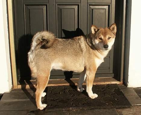 Shiba Shiba - Shiba i solen på trappen - her i kort nyskiftet pels billede 1