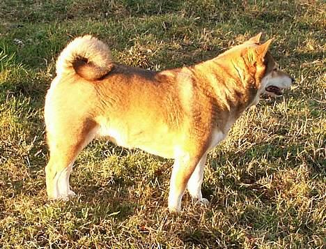 Shiba Shiba - Shiba på musejagt på hestefolden - med tyk vinterpels billede 3