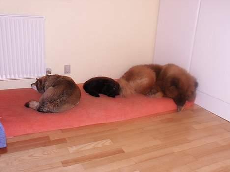 Shiba Shiba - Shiba og hendes to venner katten Arthur og Eurasieren Yasmo sover på deres madras i vores soveværelse billede 4