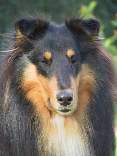 Collie langhåret Dancer In The Dark - Sååå dejlig, seriøst, jordens smukkeste hund <3 billede 2