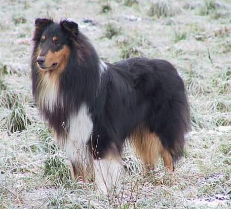 Collie langhåret Dancer In The Dark - Ej altså <3 billede 5