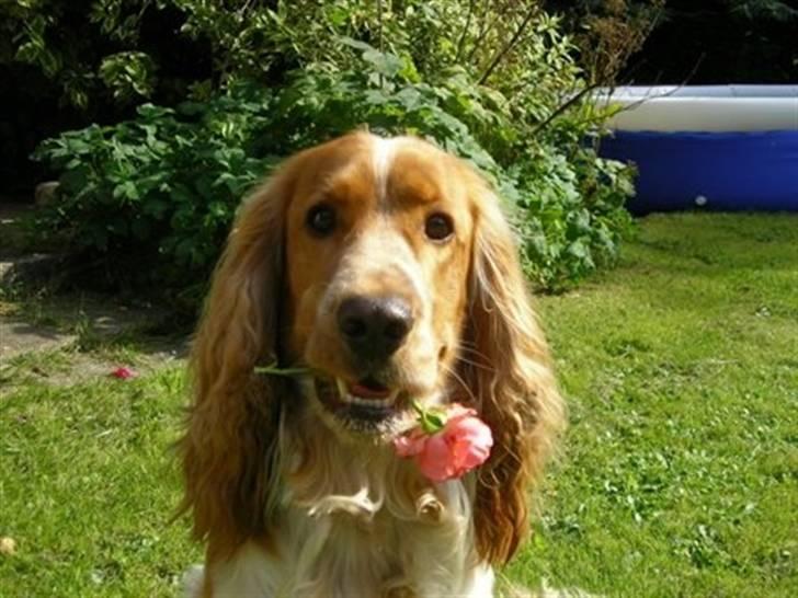 Cocker spaniel Vaks 16./5. - Smukke Vaks :) billede 1