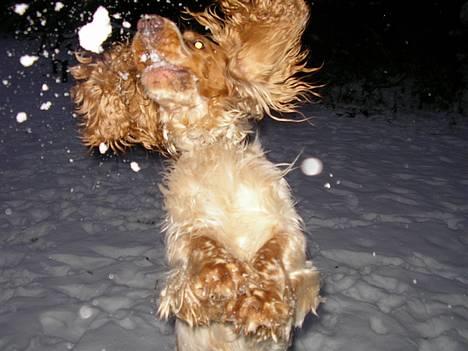 Cocker spaniel Vaks 16./5. - Har den! :D billede 2