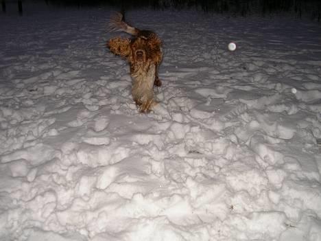 Cocker spaniel Vaks 16./5. - Nu kommer jeg... :o) billede 3