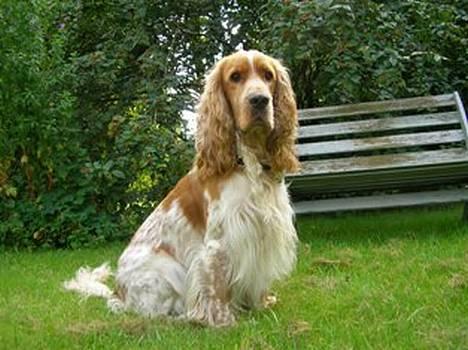 Cocker spaniel Vaks 16./5. - Sidder jeg ikk pænt? billede 4