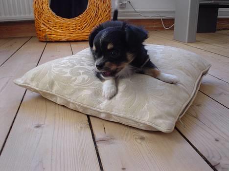 Chihuahua Balder billede 5