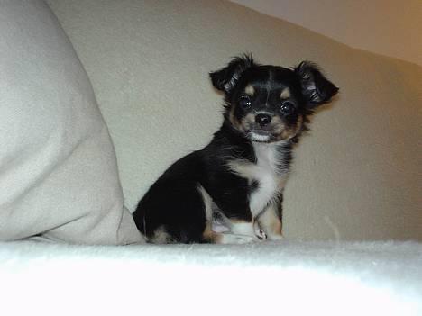 Chihuahua Balder billede 9