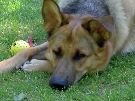 Blanding af racer Simba - ej hvor jeg keder mig billede 6