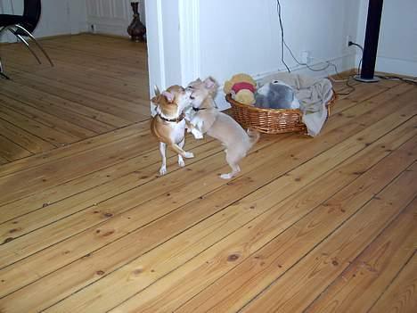 Chihuahua Bailey - Bailey på besøg hos sin nye ven - Zeus! billede 8