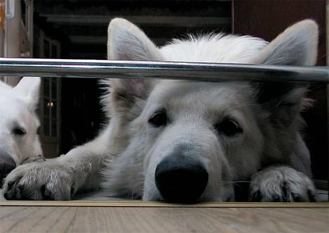 Hvid schæfer *Sheik*  - suuuk.....der var da engang, hvor jeg kunne komme under denne her.... billede 1