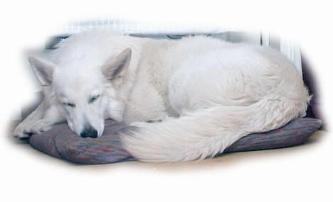 Hvid schæfer *Sheik*  - de siger, jeg ligner en hvid ræv, når jeg sover... billede 2