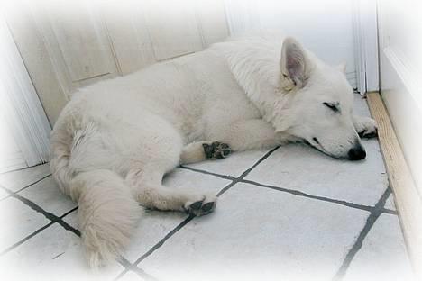 Hvid schæfer *Sheik*  - passer det? billede 3