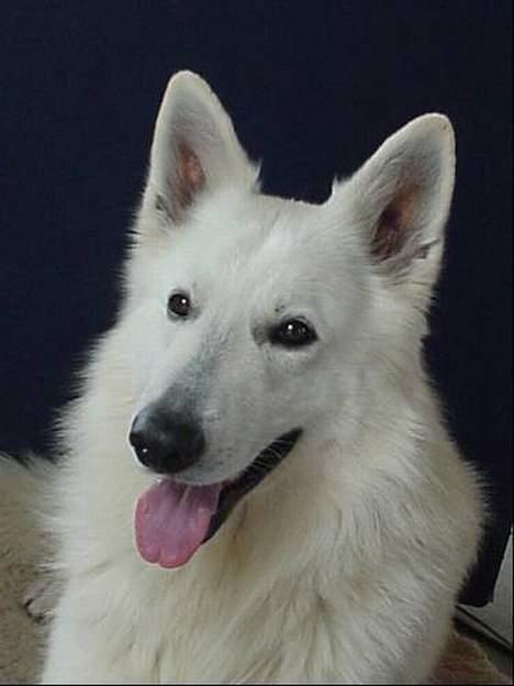 Hvid schæfer *Sheik*  - Sheiks far billede 4