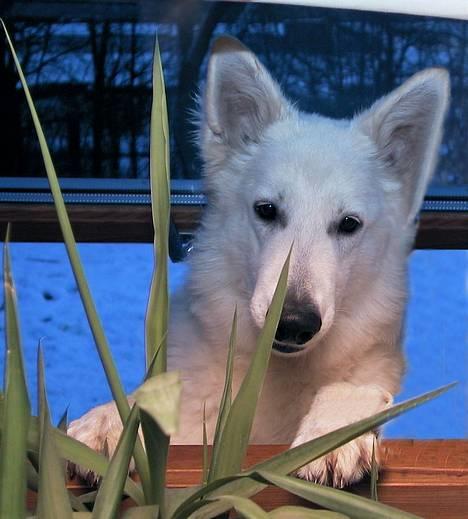 Hvid schæfer *Sheik*  - aiii..mor, kommer du ikke ud og leger i sneen??? billede 5