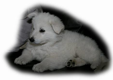 Hvid schæfer *Sheik*  - Bare 8 uger og kramme-lækker.... billede 6