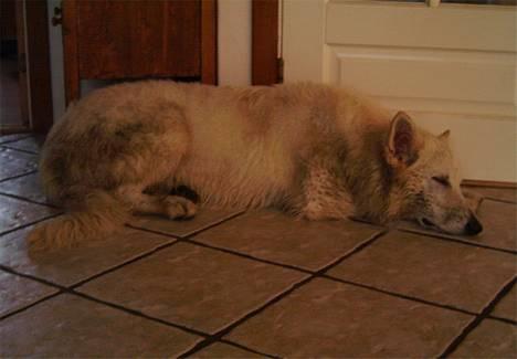 Hvid schæfer *Sheik*  - Nååh...ja...det er da ret udmattende at prøve at blive jordfarvet... billede 7