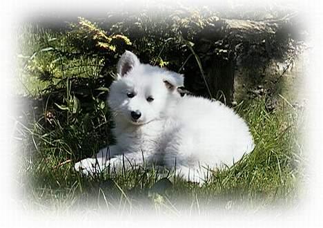 Hvid schæfer *Sheik*  - En rigtig lille kramme-bamse... billede 8