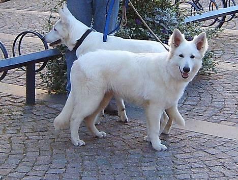 Hvid schæfer *Sheik*  - Heey, Aica..mor ta´r altså billeder... billede 9