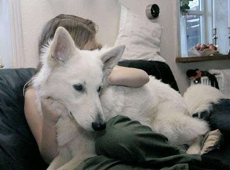 Hvid schæfer *Sheik*  - aiiii...vi gider altså ikke fotograferes nu.... billede 10