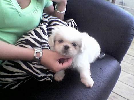 Pekingeser teddi - søde llle teddi. billede 1