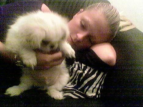 Pekingeser teddi - Her er han 12 uger billede 2