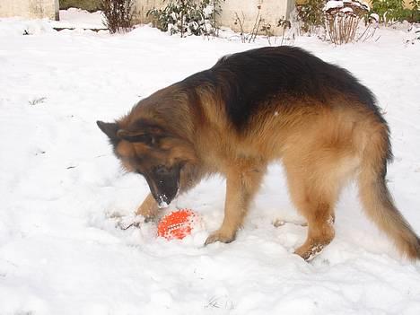 Schæferhund Lille Noller Mad Max - Jeg elsker bare at lege! 28. December 05 billede 5