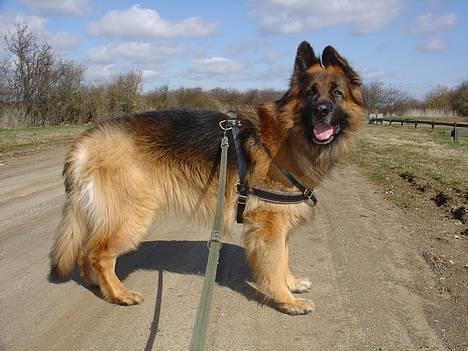 Schæferhund Lille Noller Mad Max - Kom nu mor - skulle vi ikke gå? Påsken 06 billede 6