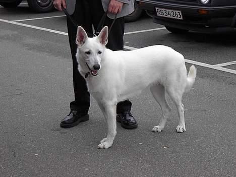 Hvid schæfer *Angelina* - Jaaah....der kommer min mor billede 1